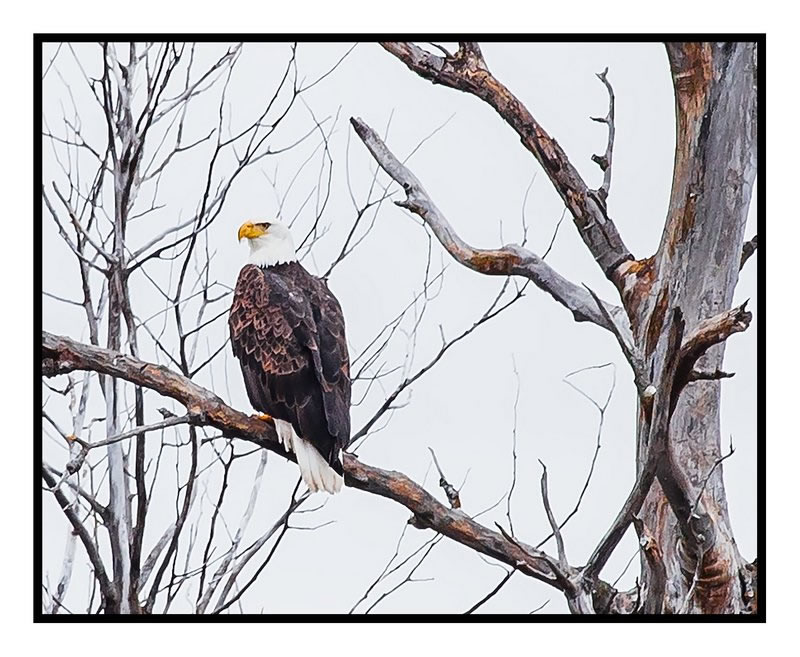 Eagle by Terry Roberts