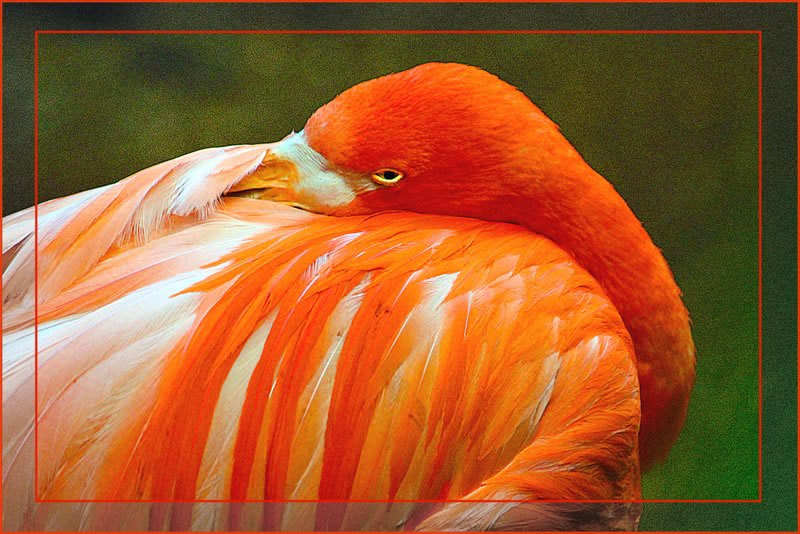 Orange Bird by Ray Holberg