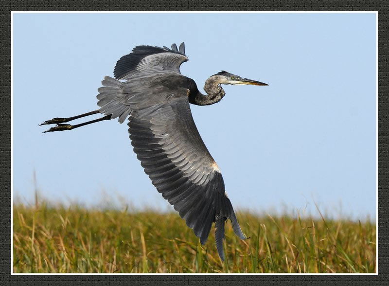Wingspan by Pat Stone